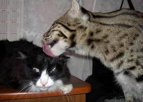 fb体育平台安全-_阴晴变化中的比赛：气候如何改变比赛节奏_，阴晴变化是什么地理现象