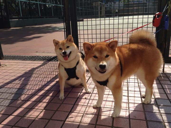 “未来之星”青少年篮球系列培训在重庆全面铺开，助推青训升级