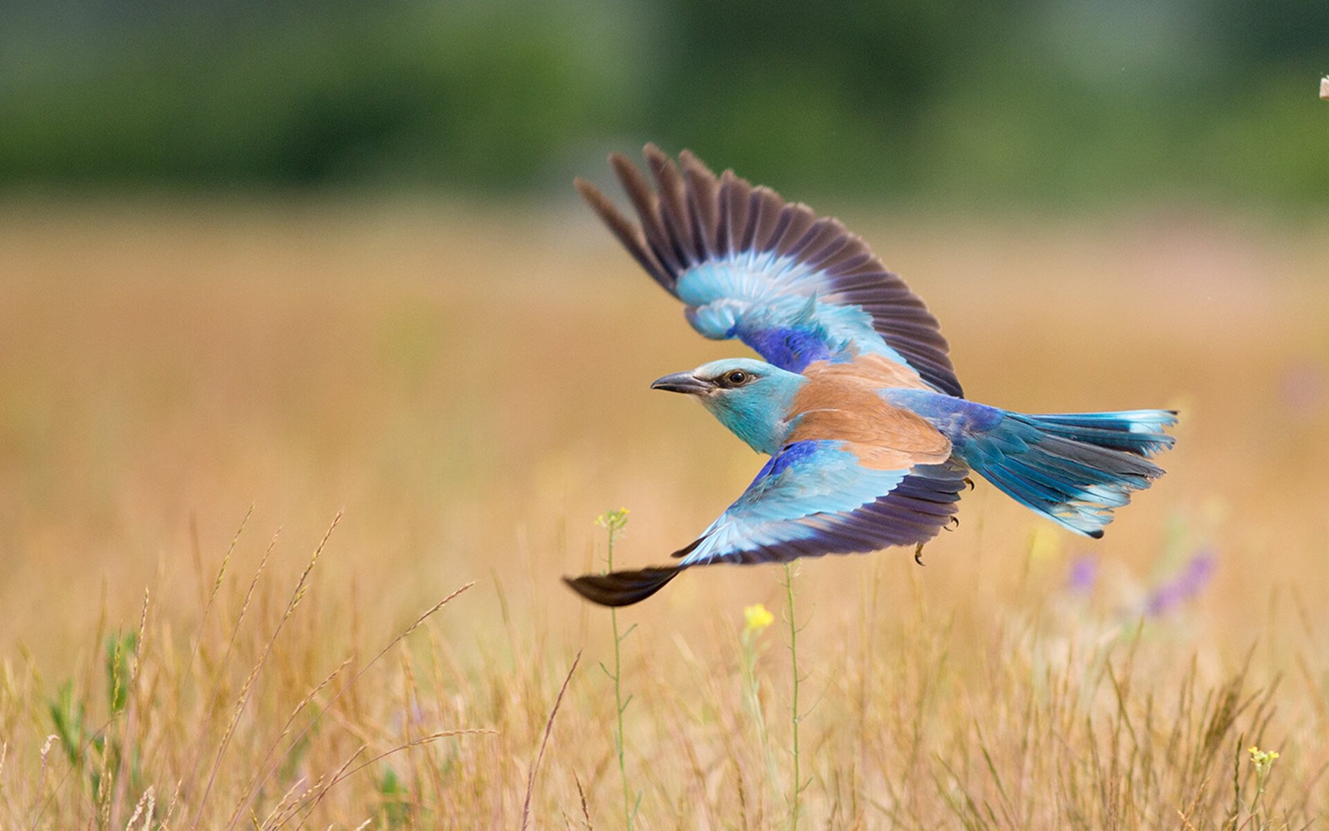 “战术大比拼：两支强队的攻守大变革带来什么样的结果？”