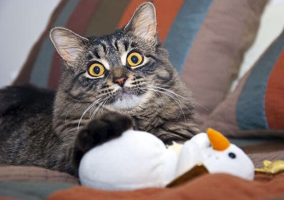 健康足球发展专项政策出台，体育产业持续推动行业升级，足球产业占体育产业比重