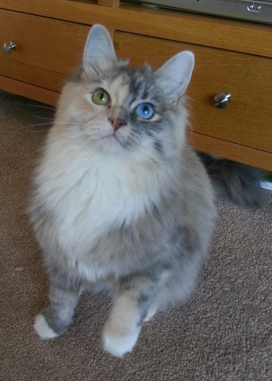 FB体育在线-史上最光辉“冠军夜”：拼搏荣耀的极致展示，《冠军》