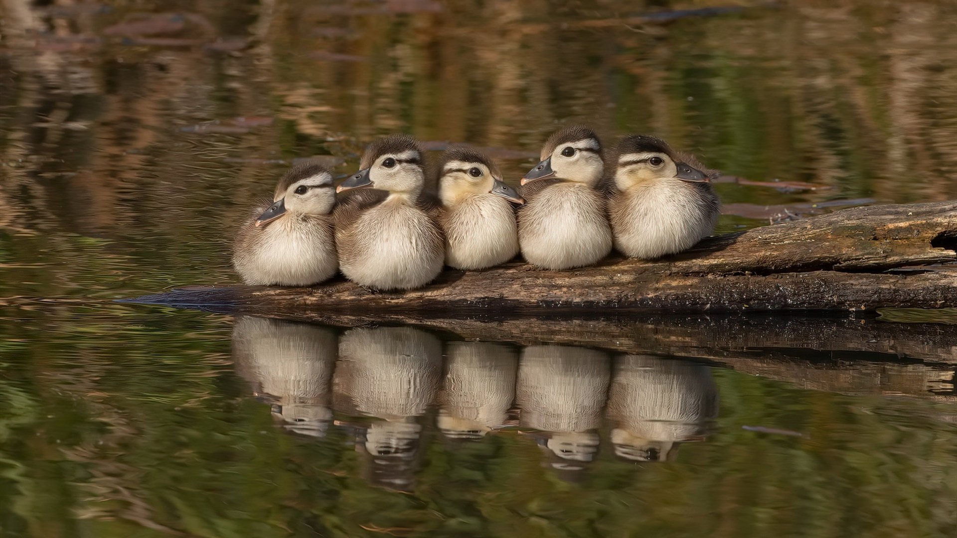 史上最年轻的“欧洲冠军”得主揭秘，欧洲最年轻的国家
