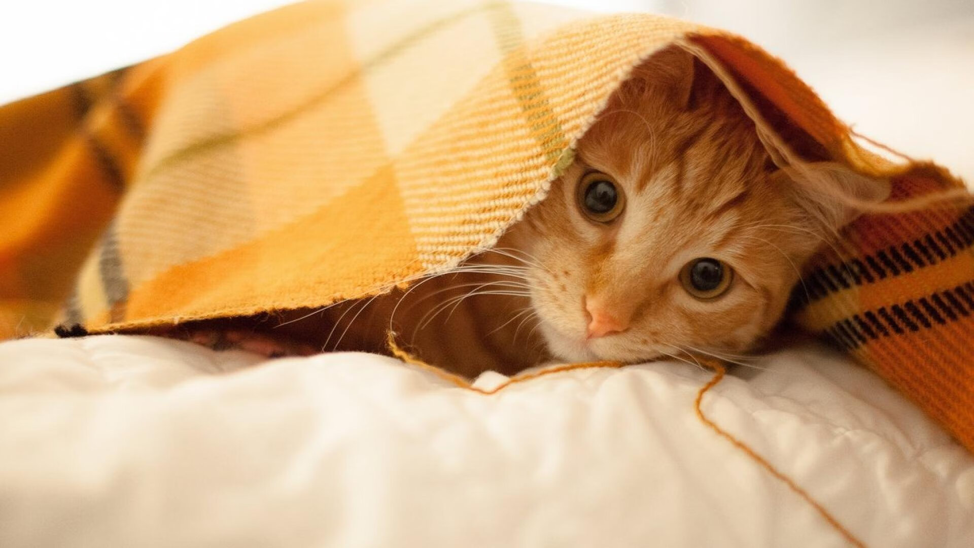 FB体育app下载-王者荣耀赛事直播：明星解说与互动福利，精彩不容错过！，王者荣耀主播联赛明星专场回放