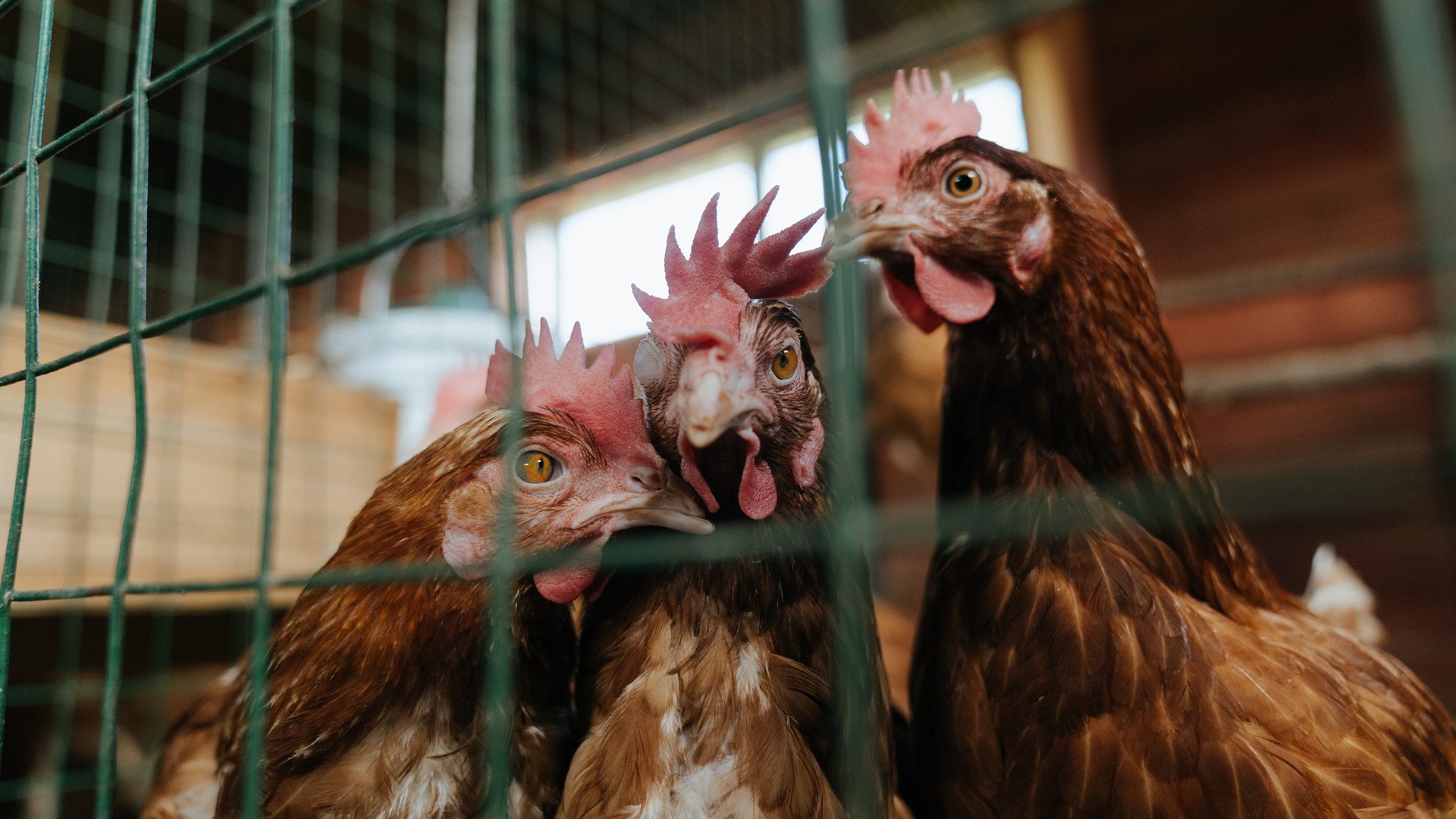 fb体育全站-羽毛球世界杯赛中国队表现稳定，晋级决赛圈，中国羽毛球世界杯冠军