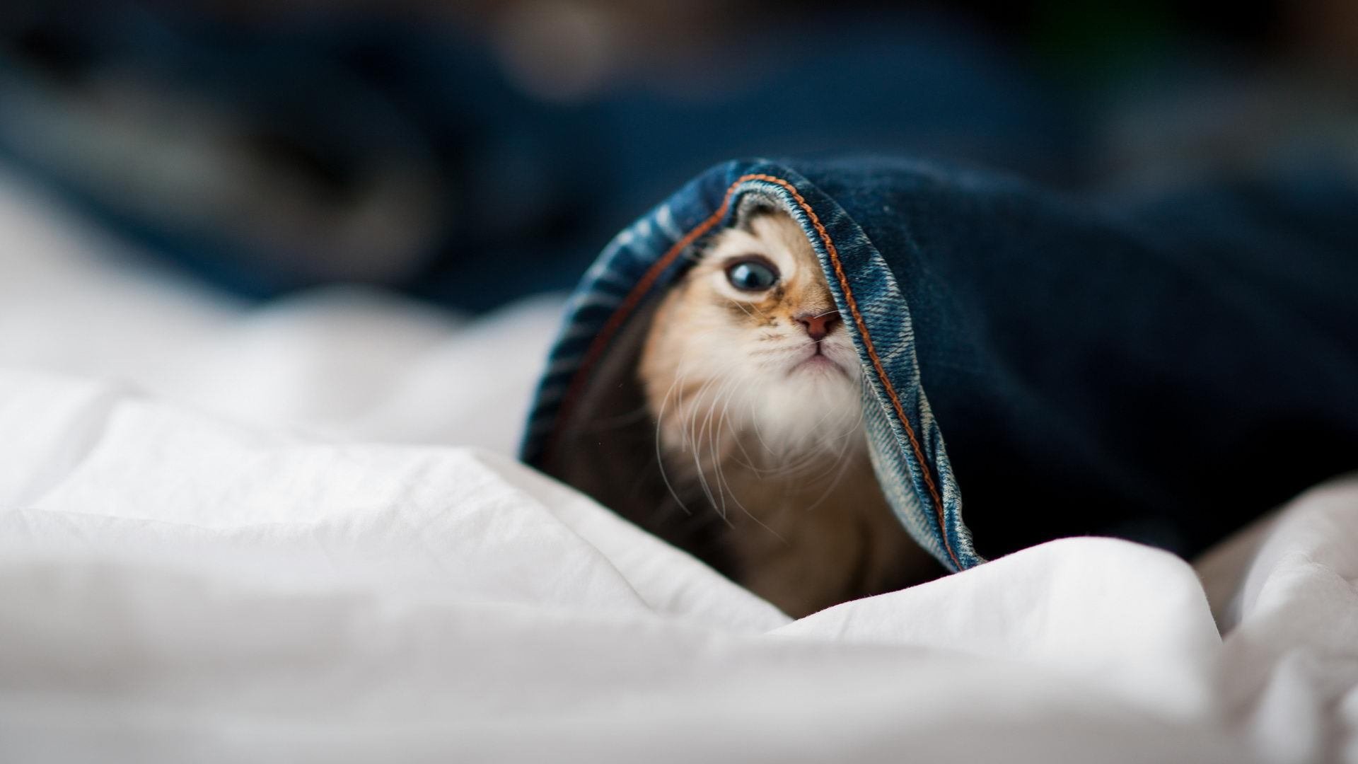 fb体育app官网-赛事亮点：冠军之路的艰难历程，冠军之路是什么