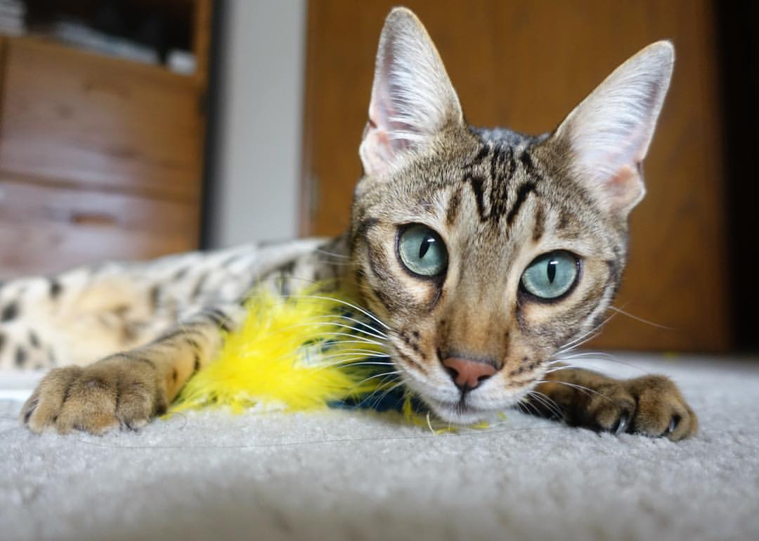 青少年裁判员“沙盘模拟+实战操作”双轨培训系统在多地试点，erp沙盘模拟裁判