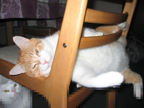 太阳主场不败纪录被打破，球队寻找复苏之路，太阳主场胜率