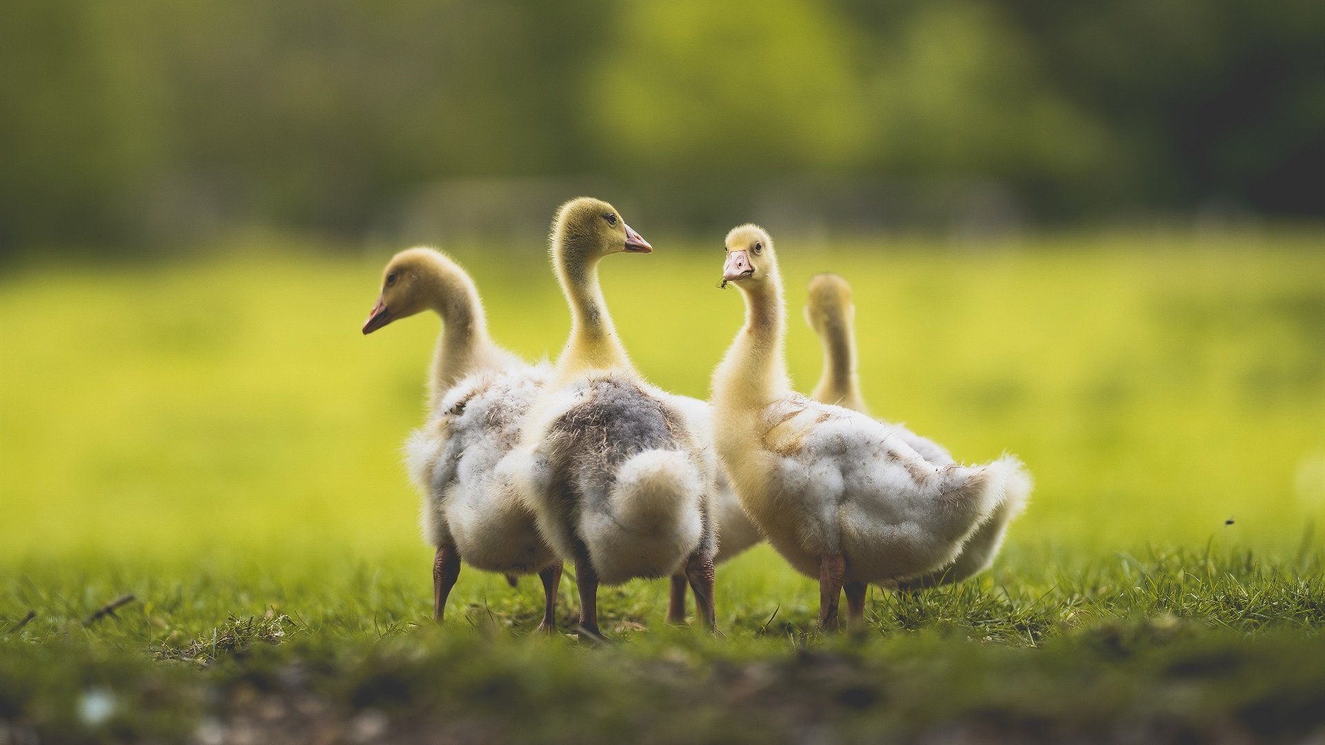 巴黎圣日耳曼客场逆袭，晋级下一轮，巴黎圣日耳曼官宣