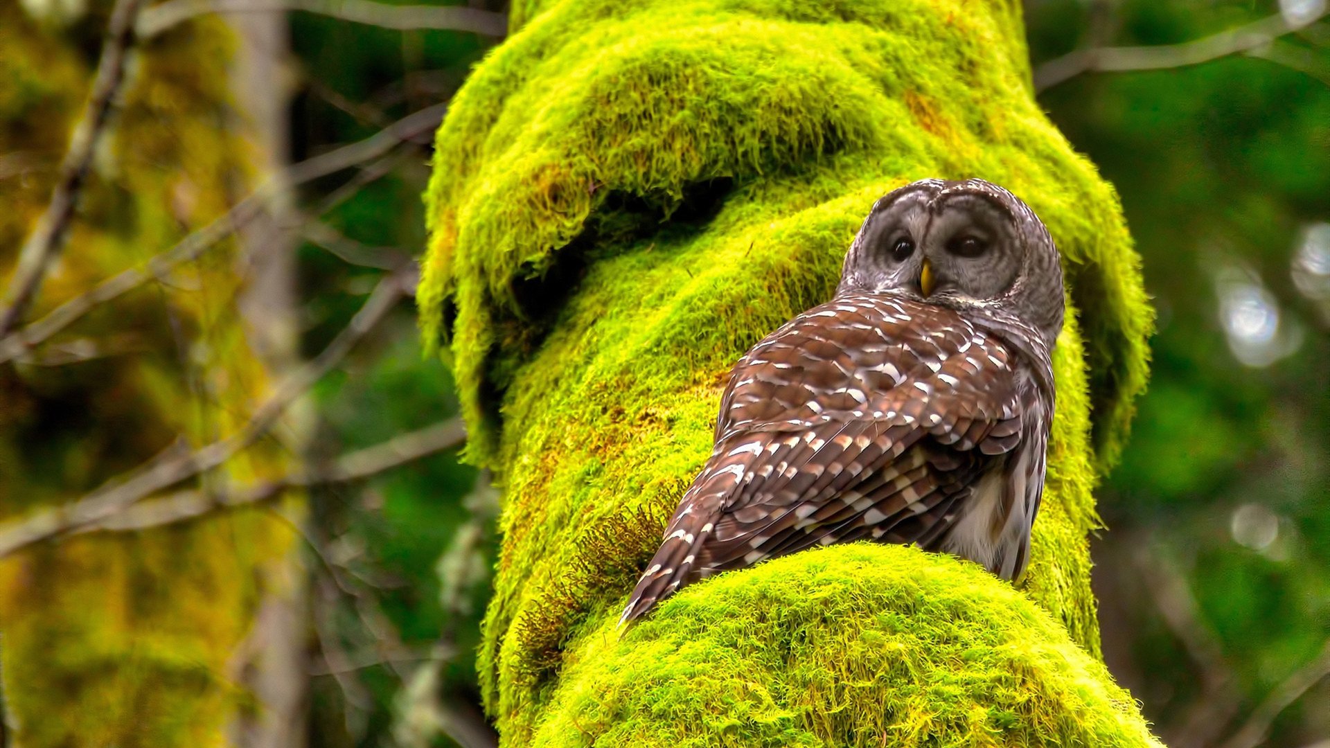 FB体育官网平台-日本马术协会与兽医合作，开展马匹疾病预防与治疗研究。，日本马术场地