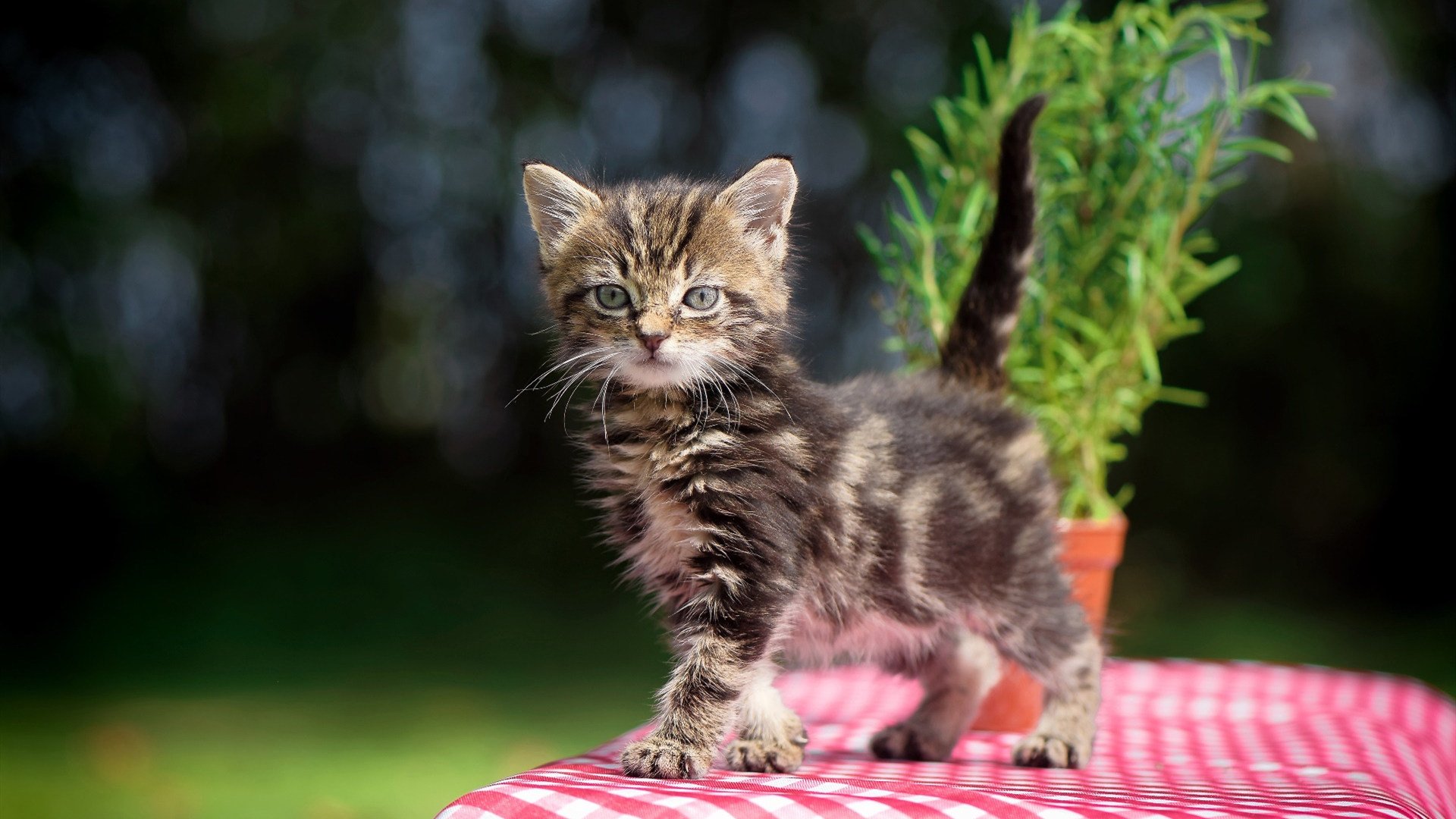 世界冬奥会短道速滑中国队再创新高,北京冬奥会中国短道速滑队名单